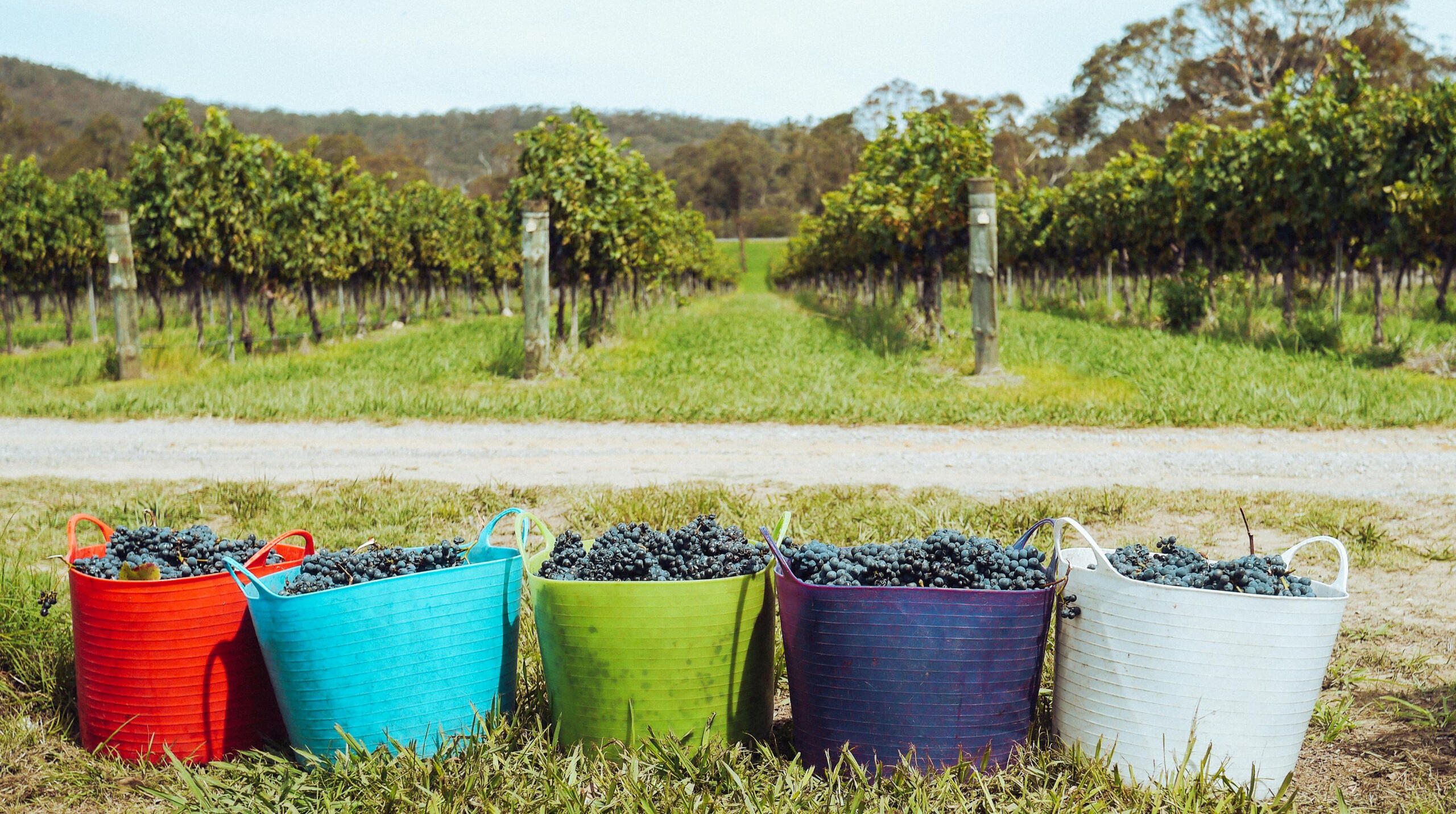 Buckets of grapes