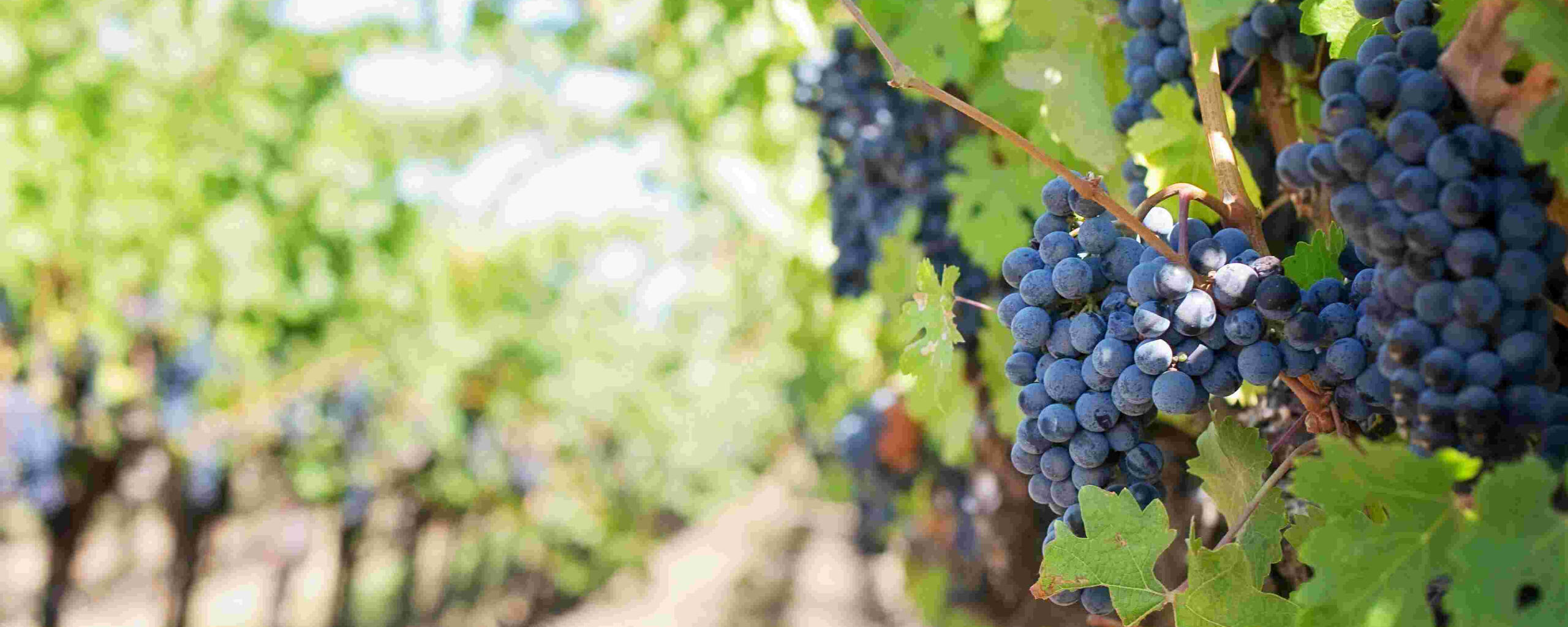 Red wine grapes on vine