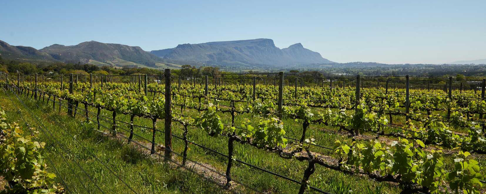 Vineyards with blue sky