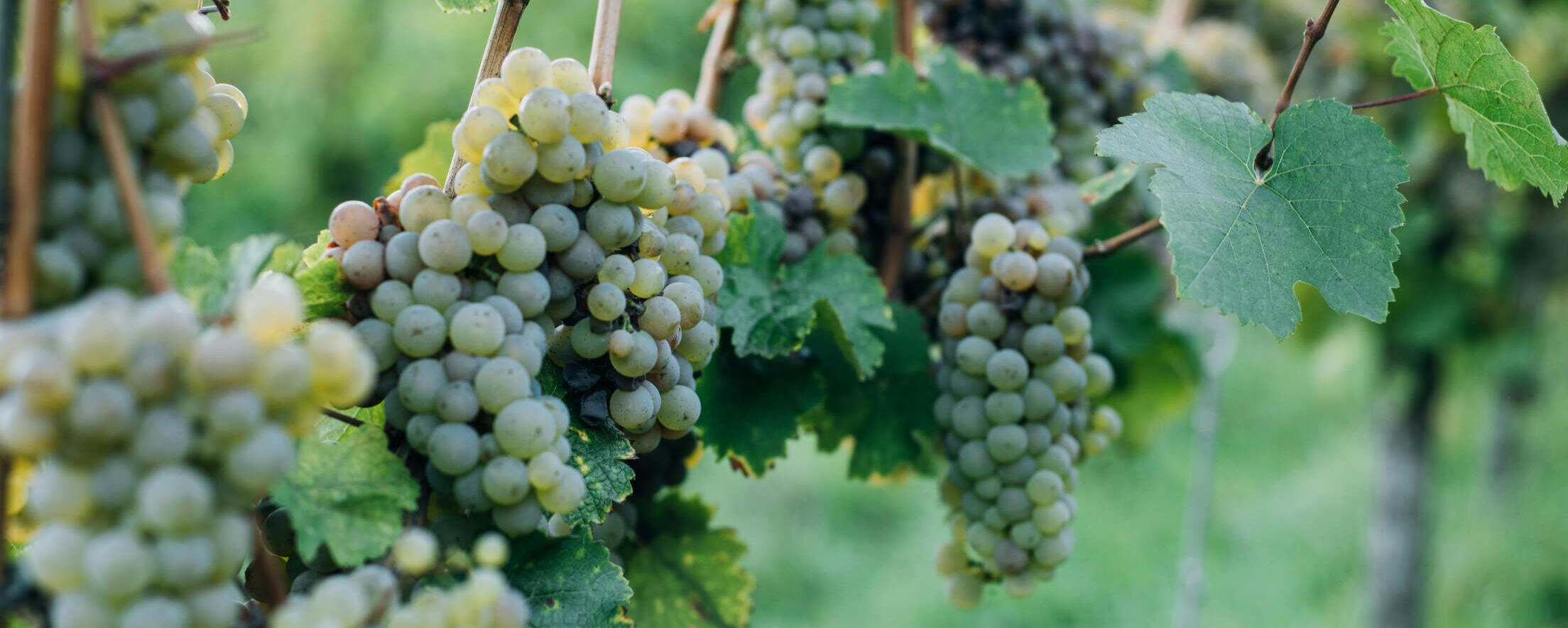 White wine grapes on vine